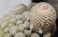 Preview: Epithelantha-pachyrhiza-SB325
